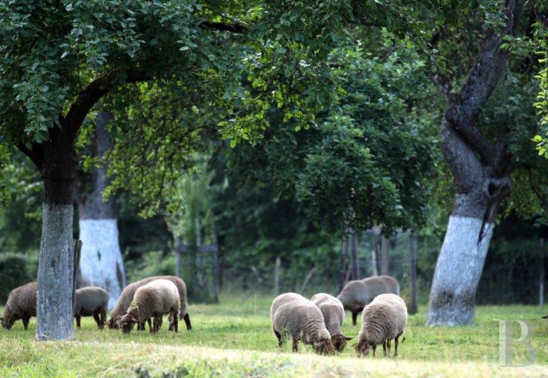 En Belgique, dans la province de Namur, un vaste domaine inspiré par l’écologie - photo  n°32